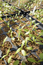 Marigold, Calendula officinalis 'Dandy', Green seedlings in plastic trays.