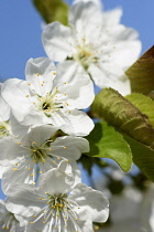 Cherry, Sweet cherry 'Sunburst', Prunus avium 'Sunburst' White blossoms growing on the tree.