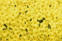 Aretioid dionysia, Dionysia aretioides, Mass of yellow flowers growing outdoor.