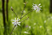 Magnolia, Encore magnolia, Magnolia loebneri 'Encore', Flowers growing outdoor with petals showing distinctive shape.