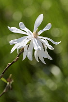 Magnolia, Encore magnolia, Magnolia loebneri 'Encore', Flowers growing outdoor with petals showing distinctive shape.