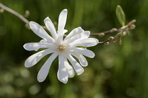 Magnolia, Encore magnolia, Magnolia loebneri 'Encore', Flowers growing outdoor with petals showing distinctive shape.