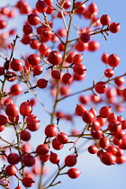 Heavenly bamboo, Nandina domestica, Mass of red coloured berries growing outdoor.