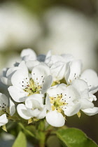 Pear, Pyrus communis 'Conference', White blossoms on the tree.