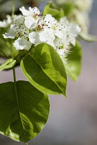 Pear, Callery pear 'Chanticleer', Pyrus calleryana 'Chanticleer', White blossoms on the tree.