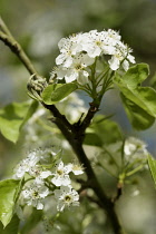 Pear, Callery pear 'Chanticleer', Pyrus calleryana 'Chanticleer', White blossoms on the tree.