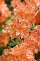 Azalea, Rhododendron 'Rumba', Mass of peach coloured flowers growing outdoor.