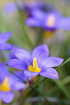 Crocus-leaved romulea, Romulea bulbocodium, Delicate purple coloured flowers growing outdoor.