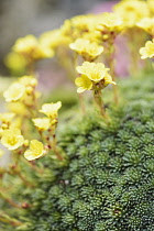Saxifrage, Saxifrage 'Petra', Tiny yellow coloured flowers growing outdoor.