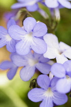 Cape primrose, Streptocarpus 'Falling Stars', Small mauve coloured flowers growing outdoor.