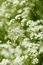 Cow parsley, Anthriscus sylvestris, Mass of white flowers growing outdoor.