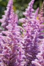 Astilbe, Garden Astilbe, Astilbe arendsii 'Amethyst', Mass of pink coloured flowers growing outdoor.