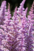 Astilbe, Garden Astilbe, Astilbe arendsii 'Amethyst', Mass of pink coloured flowers growing outdoor.