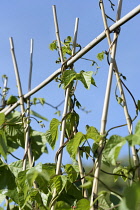 Runner bean,	Phaseolus coccineus, Growing outdoor on allotment entwined around cane frame.