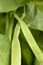 Runner bean 'Moonlight', Phaseolus coccineus 'Moonlight', Close up of green beans growing outdoor on the plant.