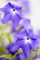 Saphire flower, Browallia speciosa 'Jingle bells', Purple coloured flowers growing outdoor,