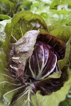 Chicory, Italian chicory, Cichorium intybus 'Palla Rossa', Vegetables growing outdoor on allotment.