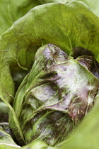 Chicory, Italian chicory, Cichorium intybus 'Palla Rossa', Vegetables growing outdoor on allotment.