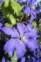 Clematis, Clematis 'Rhapsody Fretwell', Clematis 'Rhapsody Fretwell', Blue coloured flowers growing outdoor.