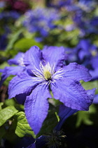 Clematis, Clematis 'Rhapsody Fretwell', Clematis 'Rhapsody Fretwell', Blue coloured flowers growing outdoor.