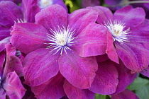 Clematis, Clematis 'Rouge Cardinal', Clematis 'Rouge Cardinal', Pink coloured flowers growing outdoor.