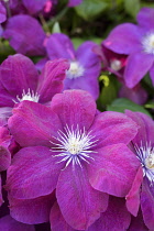 Clematis, Clematis 'Rouge Cardinal', Clematis 'Rouge Cardinal', Pink coloured flowers growing outdoor.