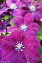 Clematis, Clematis 'Rouge Cardinal', Clematis 'Rouge Cardinal', Pink coloured flowers growing outdoor.