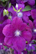 Clematis, Clematis 'Rouge Cardinal', Clematis 'Rouge Cardinal', Pink coloured flowers growing outdoor.