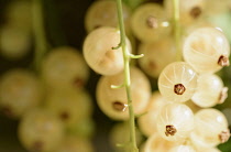 Currant, Whitecurrant 'Versailles Blanche'. Ribes rubrum 'Versailles Blanche', Bunch of white berries growing outdoor.