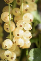 Currant, Whitecurrant 'Versailles Blanche'. Ribes rubrum 'Versailles Blanche', Bunch of white berries growing outdoor.