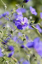 Geranium, Cranesbill 'Orion', Geranium 'Orion', Purple coloured flowers growing outdoor.