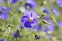 Geranium, Cranesbill 'Orion', Geranium 'Orion', Purple coloured flowers growing outdoor.