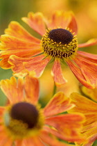 Helen's flower, Sneezeweed, Helenium 'Moerheim Beauty', Orange coloured flowers growing outdoor.