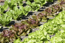 Lettuce, Lettuce 'Chartwell', Lactuca sativa var. romana, L-R lettuce chartwell, Yugoslavian red, Analena, all growing in allotment.