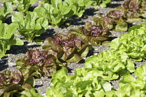 Lettuce, Lettuce 'Chartwell', Lactuca sativa var. romana, L-R lettuce chartwell, Yugoslavian red, Analena, all growing in allotment.