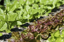 Lettuce, Lettuce 'Chartwell', Lactuca sativa var. romana, L-R lettuce chartwell, Yugoslavian red, Analena, all growing in allotment.