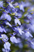 Lobelia, Mass of blue coloured delicate flowers growing outdoor.