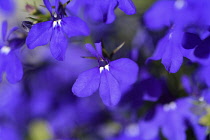 Lobelia, Mass of blue coloured delicate flowers growing outdoor.