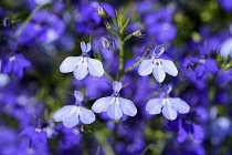 Lobelia, Mass of blue coloured delicate flowers growing outdoor.