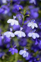 Lobelia, Mass of blue coloured delicate flowers growing outdoor.