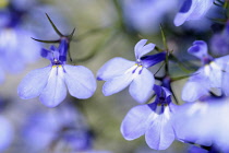 Lobelia, Mass of blue coloured delicate flowers growing outdoor.