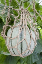 Melon, Melon 'Alvaro', Cucumis melo 'Alvaro', Fruit hangin in a net outdoor.