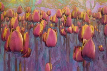 Tulip, Tulipa, Tulips as a colourful artistic representation.