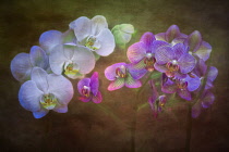 Orchid, Orchids as a colourful artistic representation.