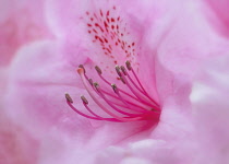 Azalea, Rhododendron, Close up of pink flower showing stamen as a colourful artistic representation.