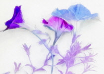Petunia, Flowers as a colourful artistic representation.