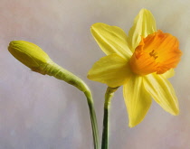 Daffodil, Narcissus, Flower as a colourful artistic representation.