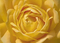 Rose, Rosa, Close up of yellow flower as a colourful artistic representation.