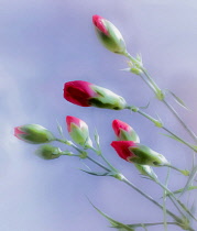 Carnation, Dianthus, Emerging red flowers as a colourful artistic representation.