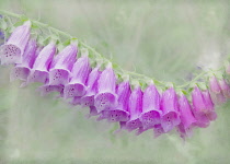 Foxglove, Digitalis purpurea, Pink flowers as a colourful artistic representation.